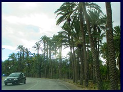 Elche outskirts 10 - palm gardens