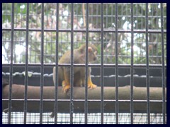 Hong Kong Zoological and Botanical Garden 14.JPG