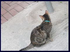There are many stray cats and cat's of store owners that live inside the stores of  Sai Ying Pun and Sheung Wan. Charming, but not the most hygienic feature since they also sometimes sleep on the dried food!