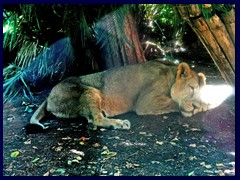 Bioparco Zoo 010