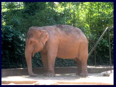 Bioparco Zoo 050