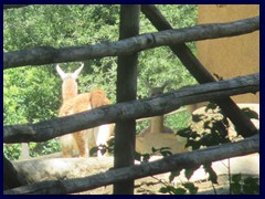 Bioparco Zoo 052