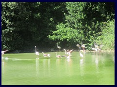 Bioparco Zoo 053