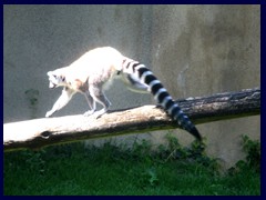 Bioparco Zoo 060