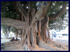 Parque de Canalejas 06 - incredible tree!