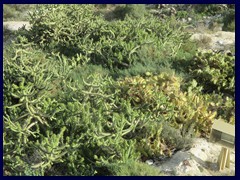 Castillo de Santa Barbara 79 - wild vegetation