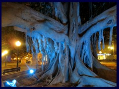 Alicante by night 10 - Parque de Canalejas, this odd tree changes colours at night