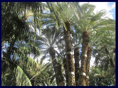 Huerto del Cura 11 - The Imperial Palm Tree, the main reason for the popularity of the Huerto. Dedicated to Empress Elisabeth of Austria in 1894.