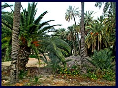 Elche outskirts 09 - Wild palm gardens