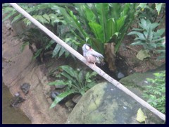 Aviary, an enclosed area for exotic birds, Hong Kong Park.