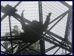 Monkey, Hong Kong Zoo.