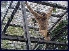 Hong_Kong_Zoo_15