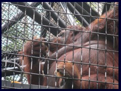Monkeys eat apple, not bananas! At least at Avarium, an enclosed area for exotic birds, Hong Kong Zoo.Hong_Kong_Zoo_27