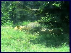 Bioparco Zoo, lion