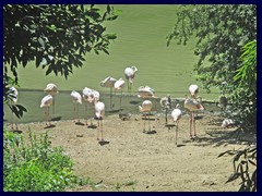 Bioparco Zoo 019