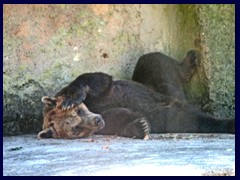 Bioparco Zoo 025