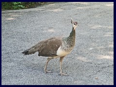 Bioparco Zoo 027