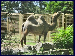 Bioparco Zoo 028