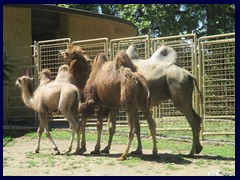 Bioparco Zoo 029