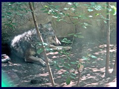 Bioparco Zoo 035