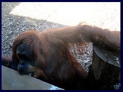 Bioparco Zoo 039