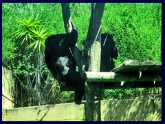 Bioparco Zoo 043