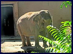 Bioparco Zoo 051