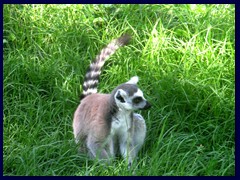 Bioparco Zoo 059