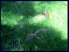 Bioparco Zoo 063