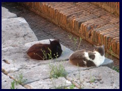 Foro Traiani (Trajan Forum) is today famous for its large population of cats!