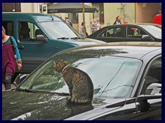 A cat sitting on a BMW car on Didzioji street!